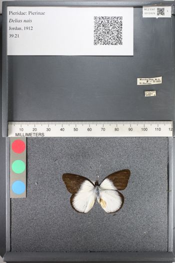 Media type: image;   Entomology 131674